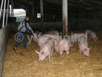 20050714 - Leon pigs 110.jpg