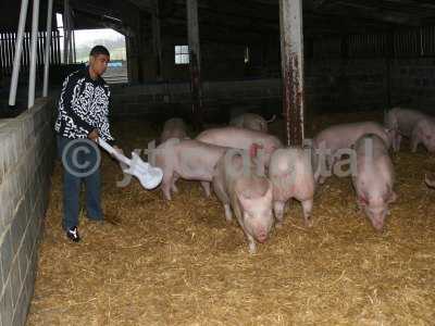 20050714 - Leon pigs 111.jpg