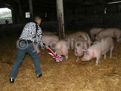 20050714 - Leon pigs 114.jpg