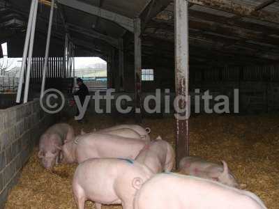 20050714 - Leon pigs 118.jpg