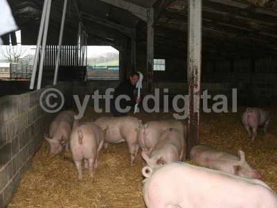 20050714 - Leon pigs 120.jpg